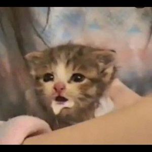 Meet your Posher, Bebo